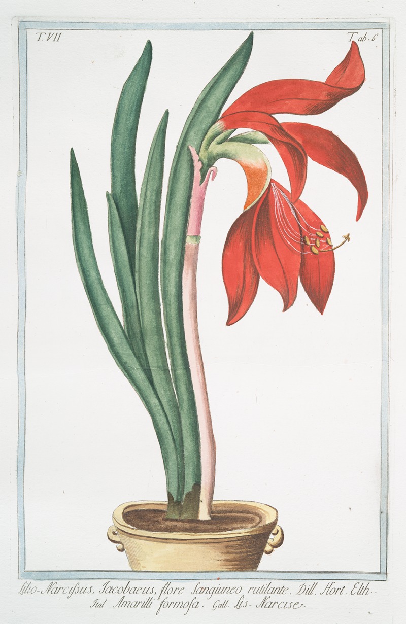 Giorgio Bonelli - Lilio-narcissus, Jacobaeus, flore sangiuneo rutilante – Amarilli formosa – Narcise. (Lily-Daffodil)