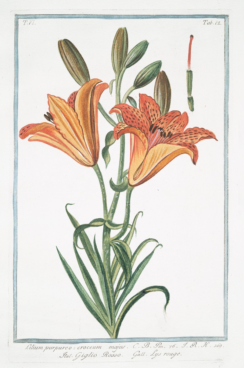 Giorgio Bonelli - Lilium purpureo, croceum majus – Giglio Rosso – Lys rouge. (Orange lily)