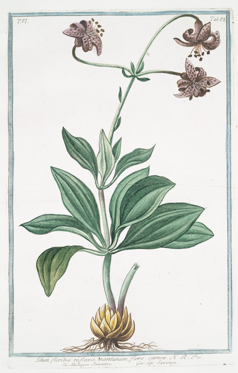 Giorgio Bonelli - Lilium, floribus reflexis, montanum, flore carneo – Martagone salvatico – Lys sauvage
