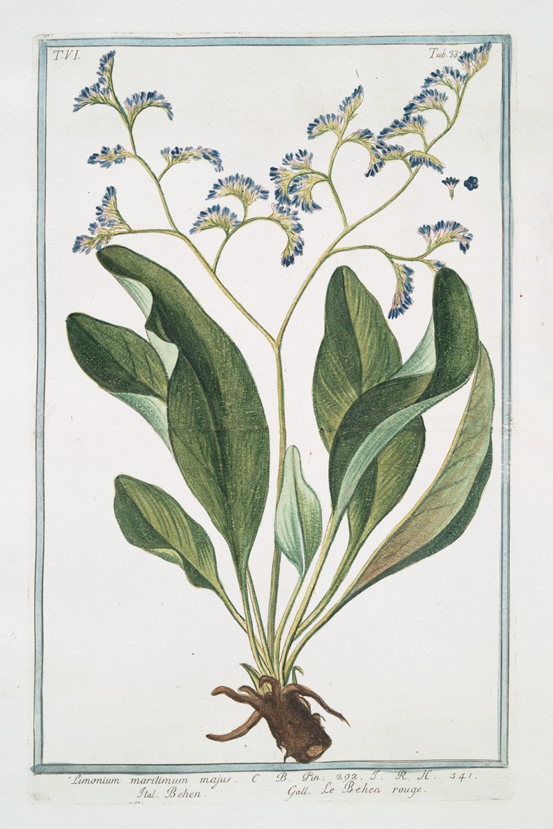 Giorgio Bonelli - Limonium maritimum majus – Behen – Le Behen rouge. (Sea lavender)
