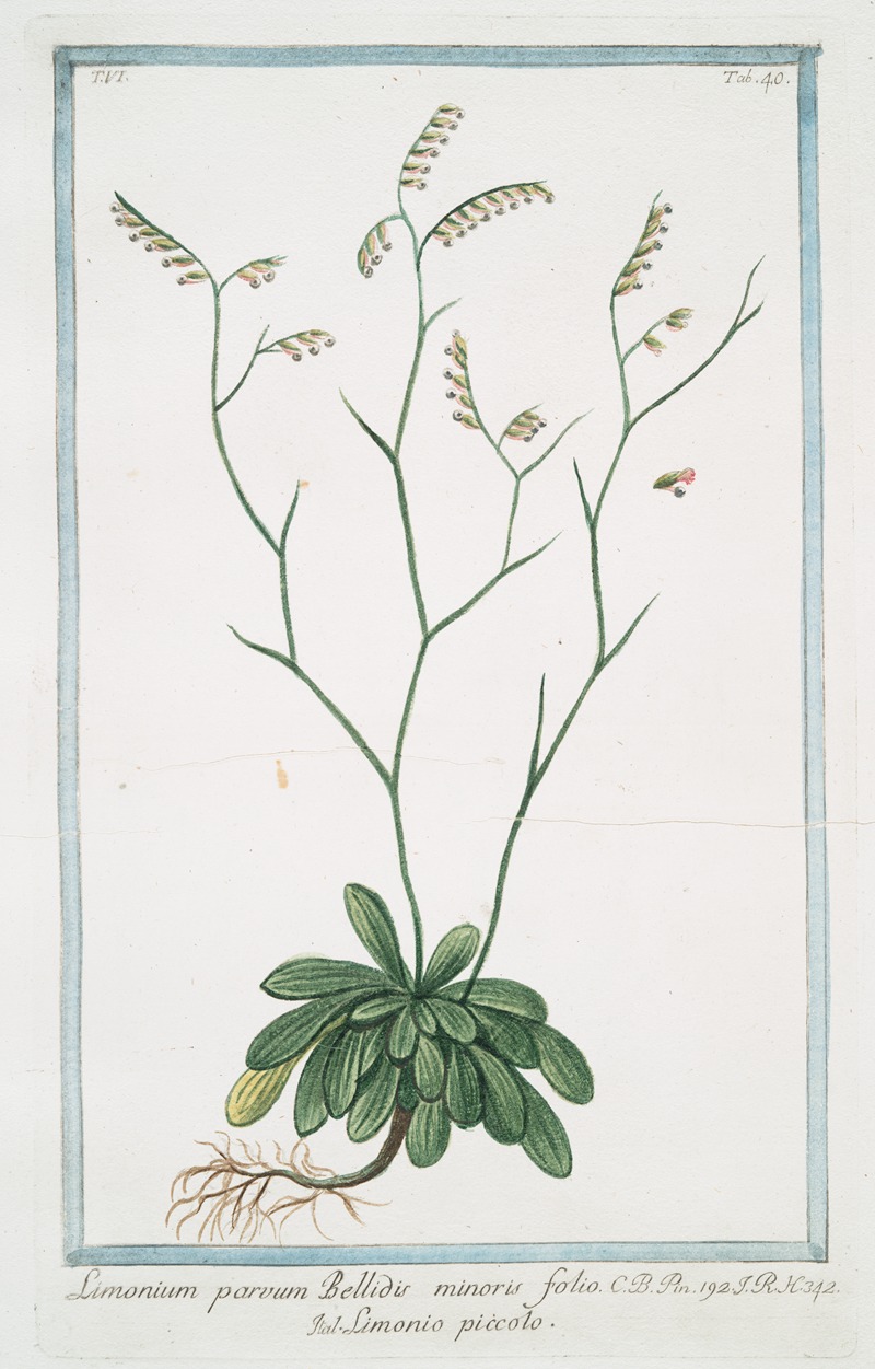 Giorgio Bonelli - Limonium parvum Bellidis minoris folio – Limonio piccolo. (Rock Sea lavender)