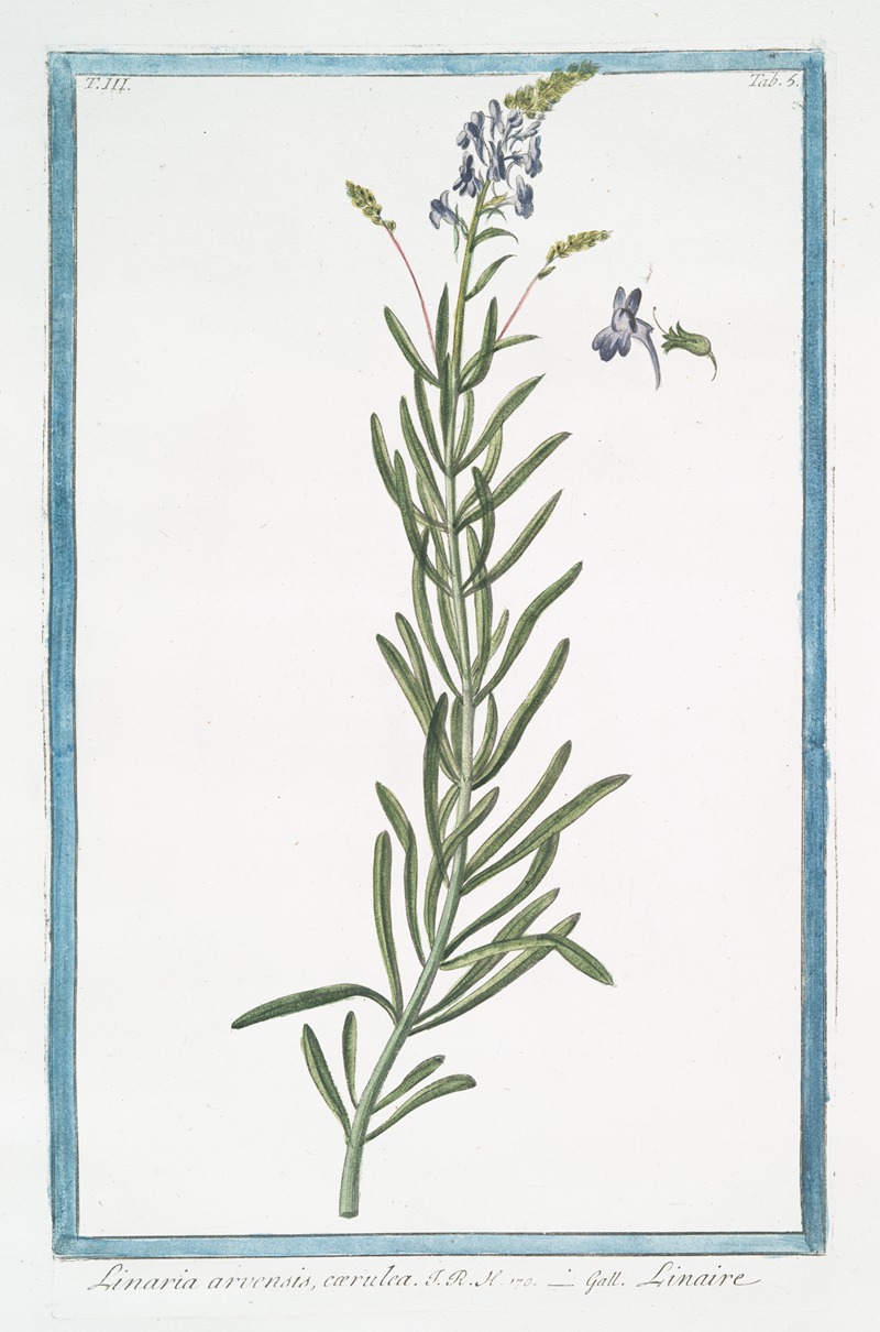 Giorgio Bonelli - Linaria arvensis, cærulea – Linaire. (Blue corn toadflax)