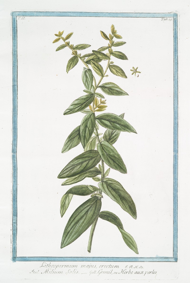 Giorgio Bonelli - Lithospermum majus, erectum – Milium Solis – Gremil, ou Herbe aux perles. (Puccoon)