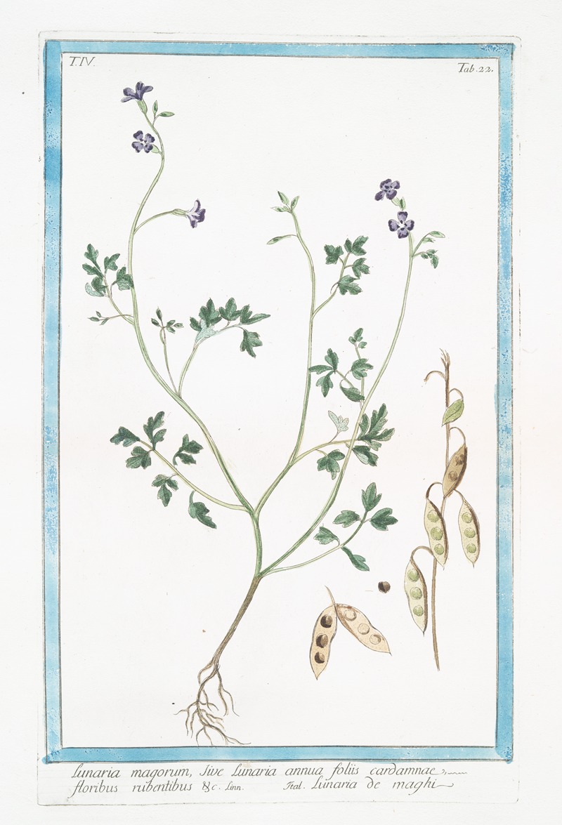 Giorgio Bonelli - Lunaria magorum, sive Lunaria annua floliis cardamnae, floribus rubentibus &c – Lunaria de maghi (Annual honesty, Silver dollar)