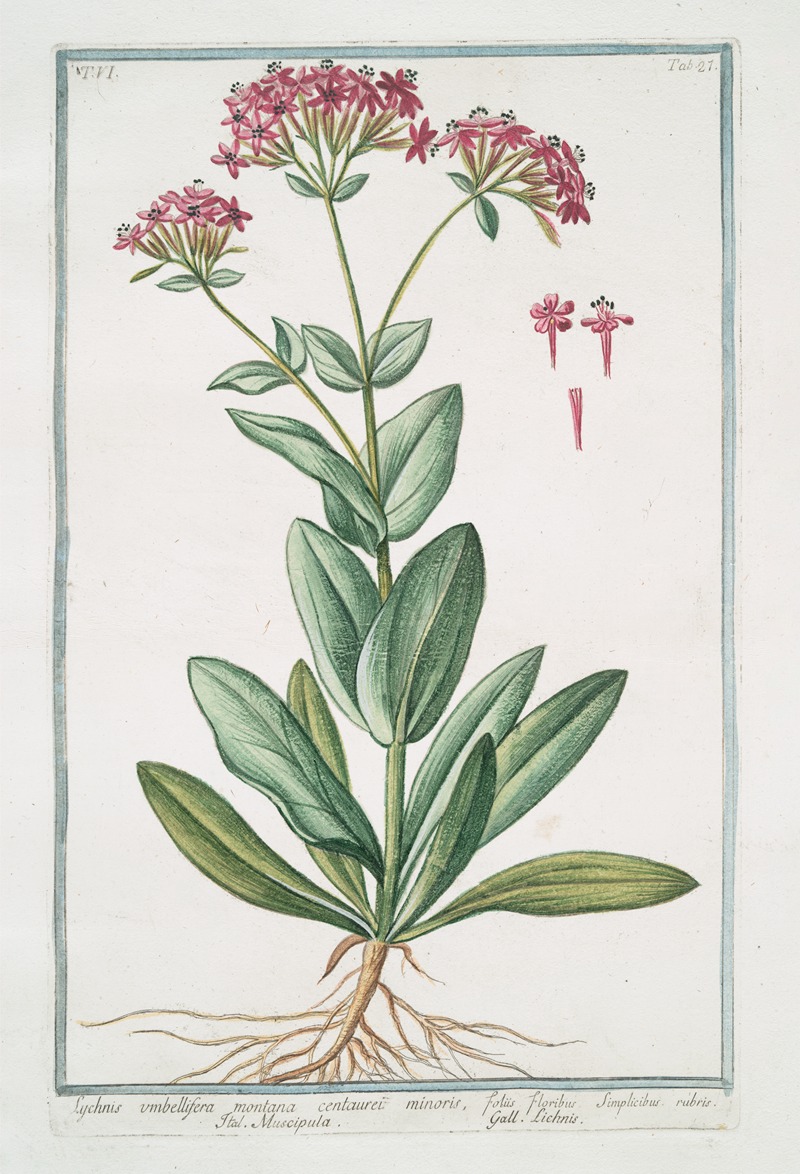 Giorgio Bonelli - Lychnis umbellifera montana centaurei minoris, floribus, simplicibus, rubris – Muscipula – Lichnis.(Catchfly)