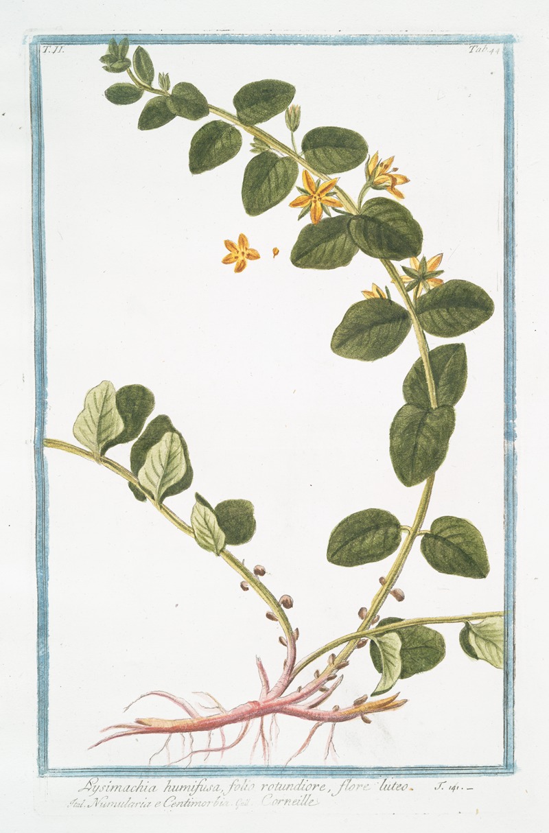 Giorgio Bonelli - Lysimachia humifusa, folio rotundiore, flore luteo -Corneille. (Loosestrife)