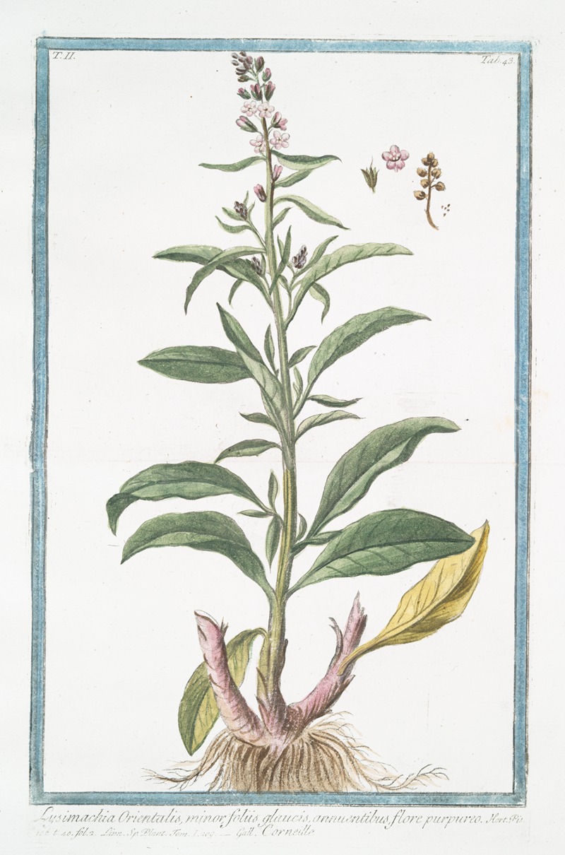 Giorgio Bonelli - Lysimachia Orientalis, minor foliis gaucis, annuentibus, flore purpureo – Corneille. (Loosestrife)