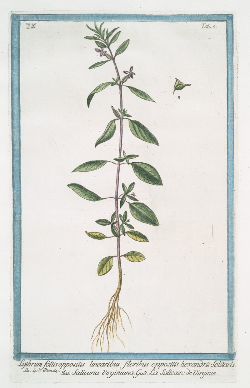 Giorgio Bonelli - Lythrum foliis oppositis linearibus floribus oppositis bexandris Solitaris – Salicaria Virginiana – La Salicaire de Virginie. (Purple loose-strife)
