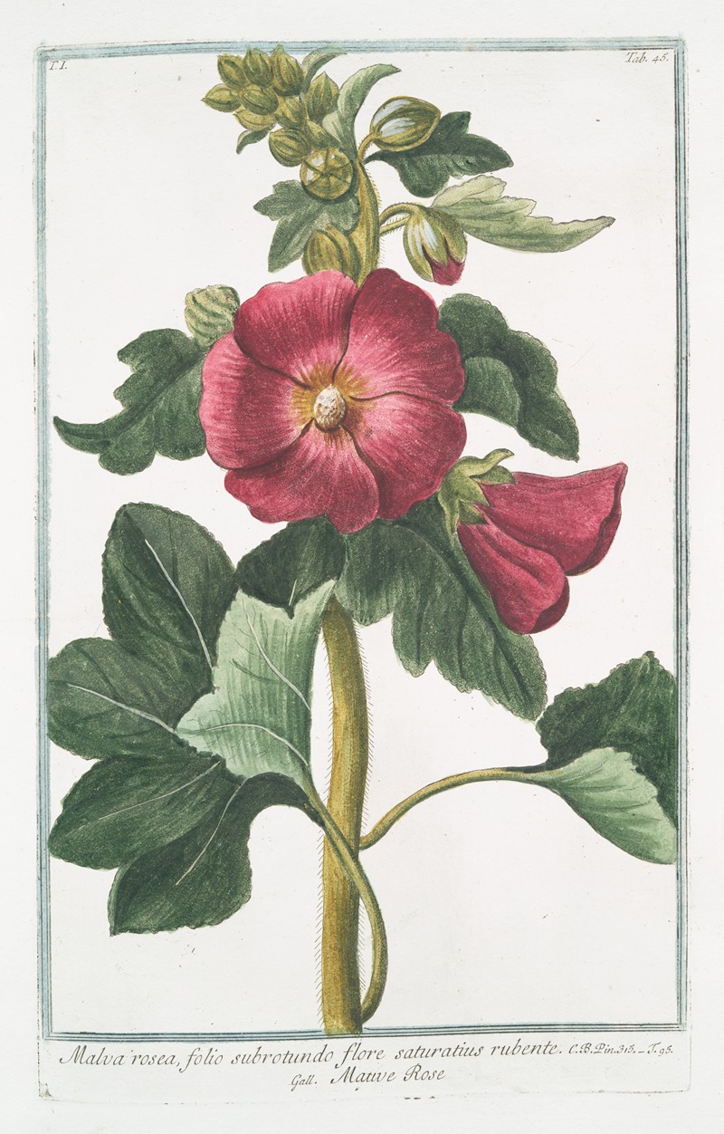 Giorgio Bonelli - Malva Rosea, folio subrotundo flore saturatius rubente – Mauve Rose