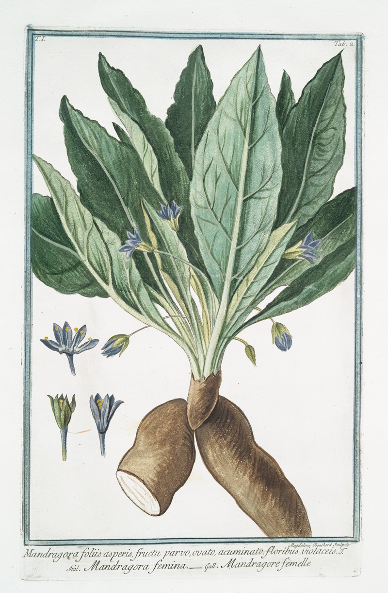 Giorgio Bonelli - Mandragora foliis asperis, fructu parvo, ovato, acuminato, floribus violaceis, J – Mandragora femina – Mandragore femelle