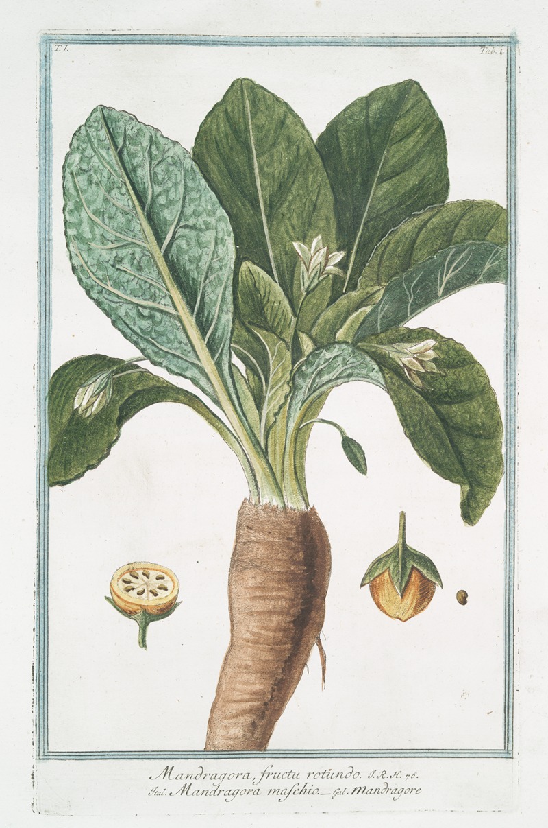 Giorgio Bonelli - Mandragora fructu rotundo – Mandragora maschio – Mandragore. (Mandrake or Satan’s apple)