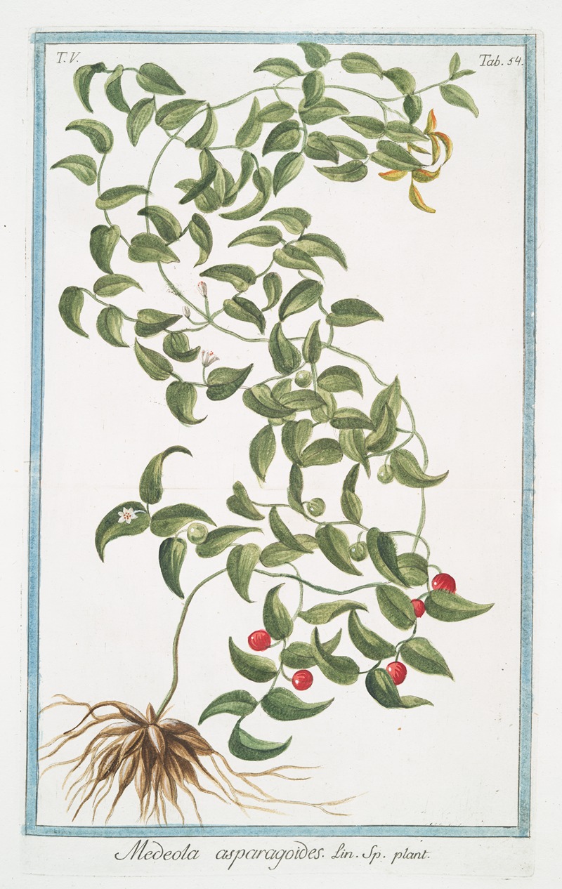 Giorgio Bonelli - Medeola asparagoides