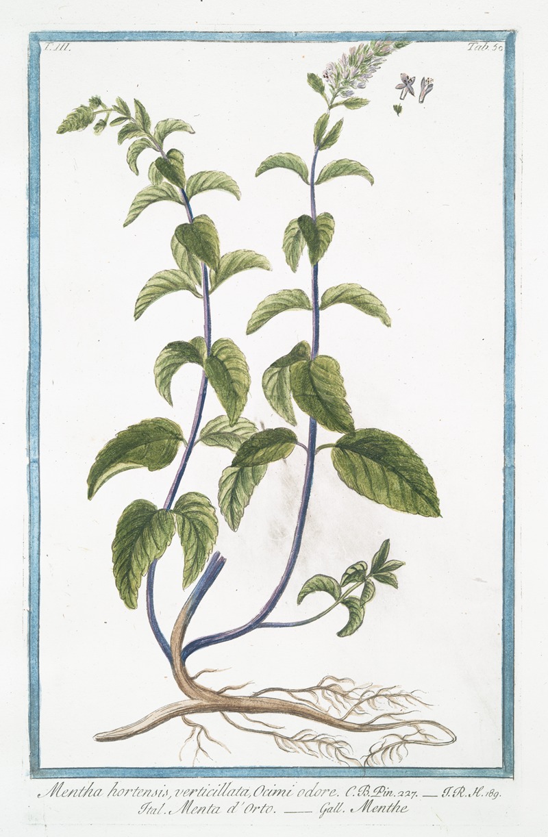 Giorgio Bonelli - Mentha hortensis, verticillata, Ocimi odore – Menta d’Orto – Menthe. (Garden mint)