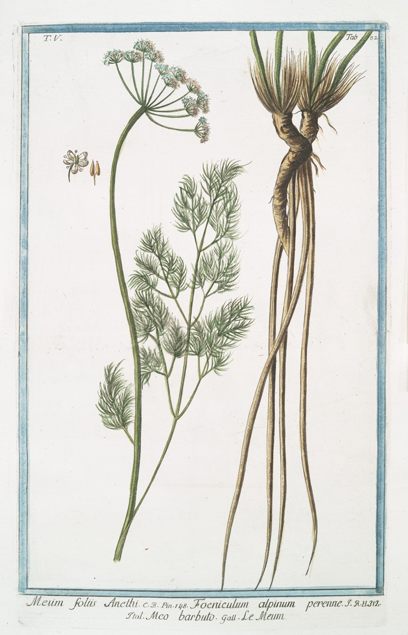 Giorgio Bonelli - Meum foliis Anethi – Foeniculum alpinum perenne – Meo barbuto – Le Meun. (Fennel)