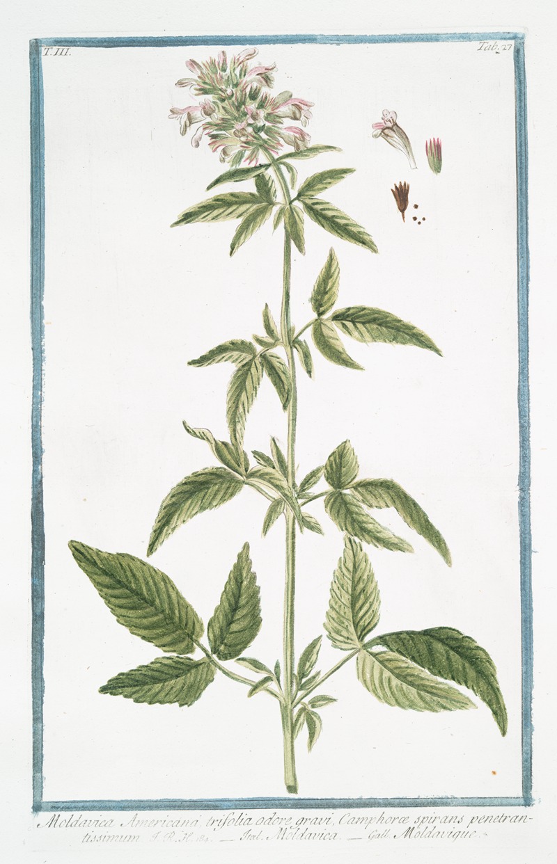 Giorgio Bonelli - Moldavica Americana trifolia odore gravi, Camphoræ spirans penetrantissimum – Moldavica – Moldavique. (Moldavian balm)