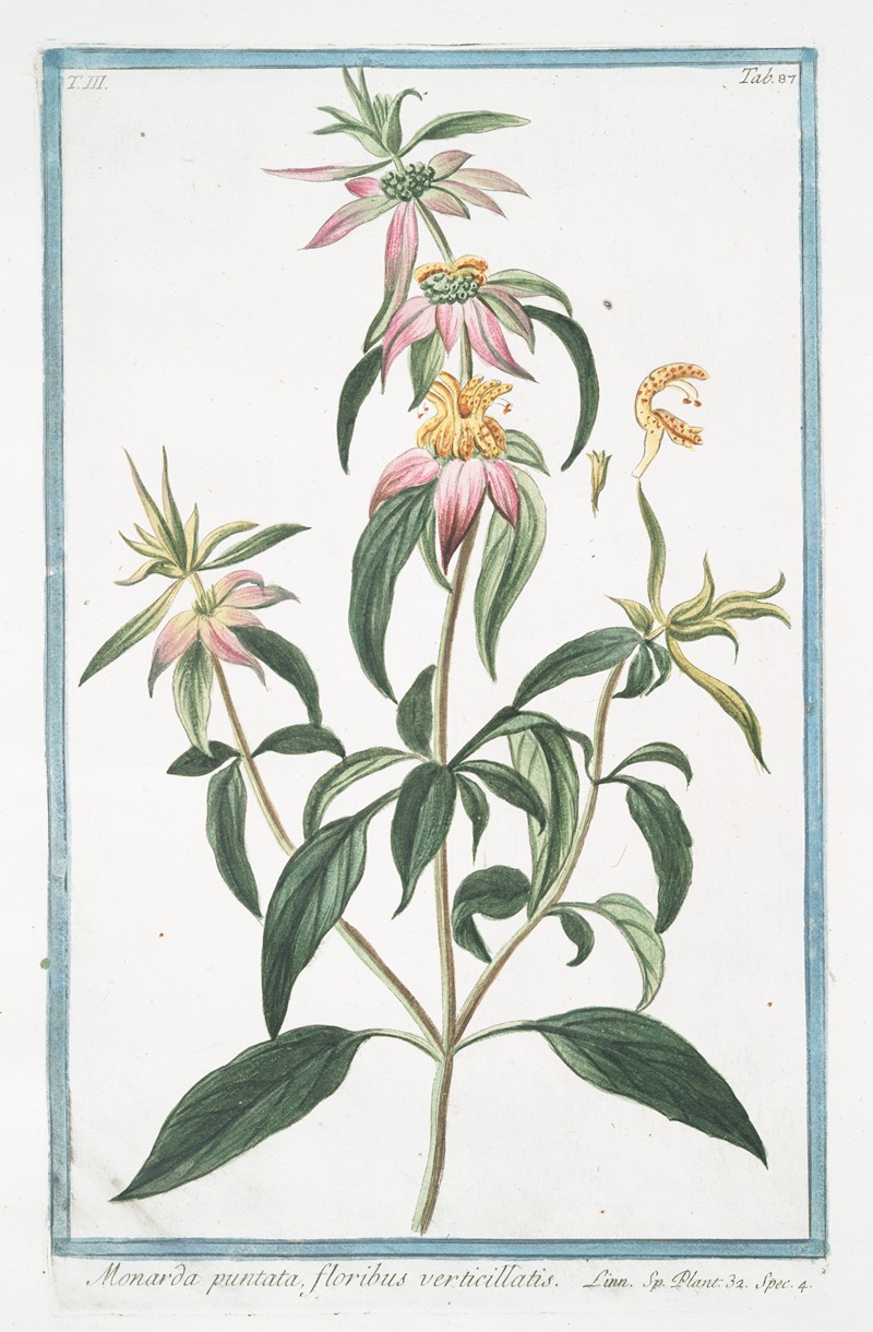 Giorgio Bonelli - Monarda puntata, floribus verticillatis. (Spotted bee balm, Horse mint with blooming flowers)