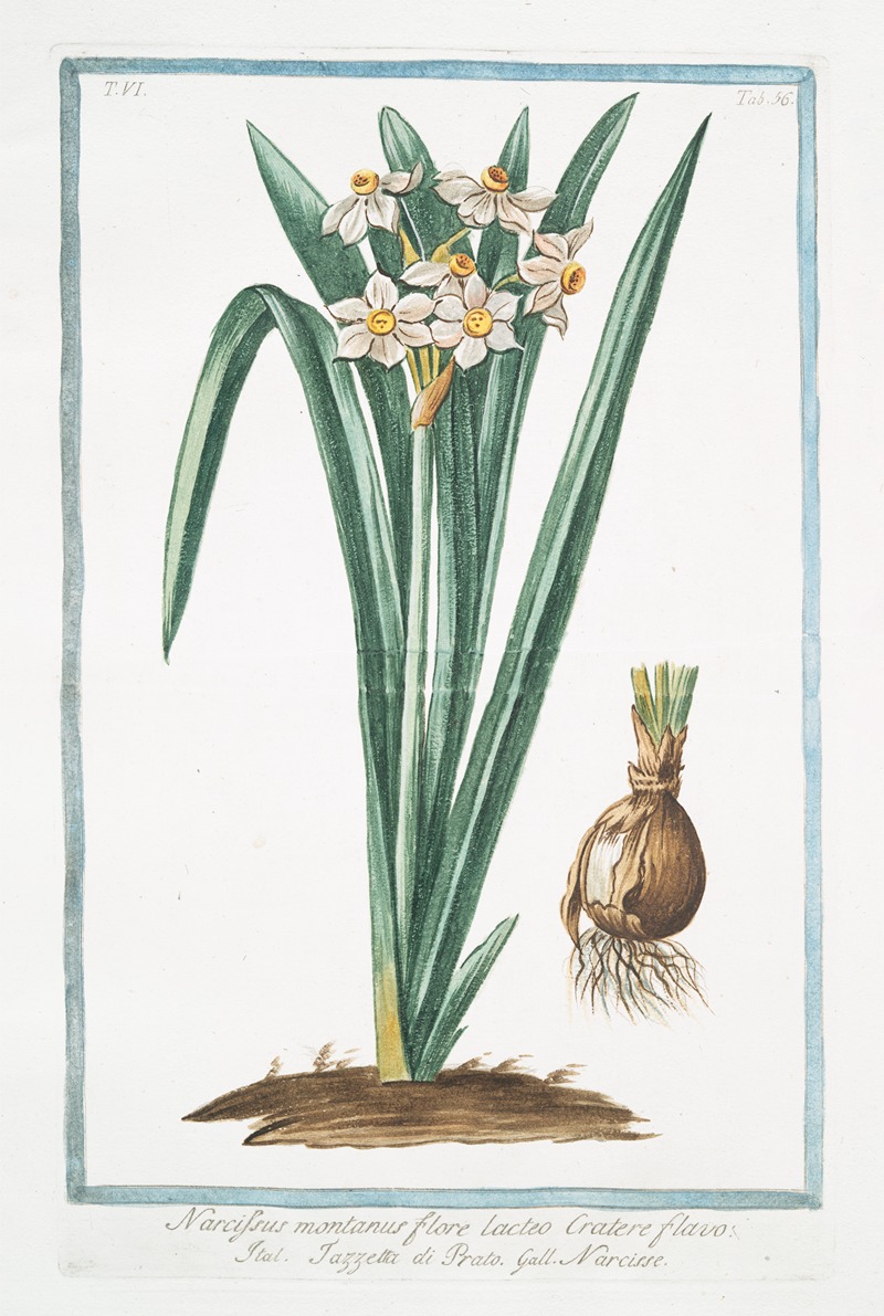 Giorgio Bonelli - Narcissus montanus, flore lacteo, cratere flavo – Tazzetta di Prato – Narcisse. (Mountain daffodil)