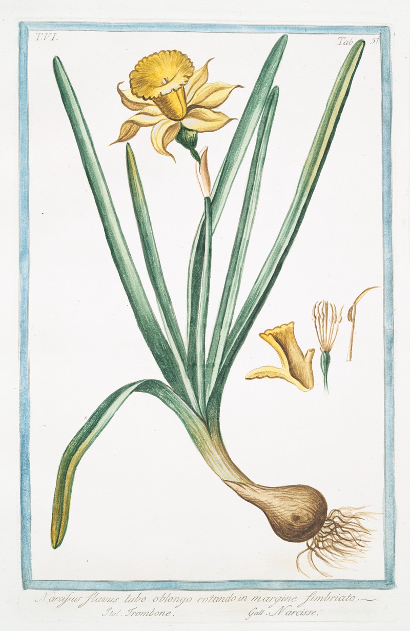 Giorgio Bonelli - Narcissus, flavus, tubo oblongo , rotundo in margine, fimbriato – Trombone – Narcisse. (Yellow narcisse)