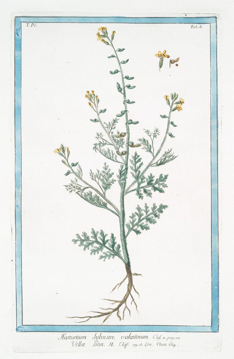 Giorgio Bonelli - Nasturtium Sylvestre, valentinum – Vella Linn. H. Cliff. (Wild watercress)