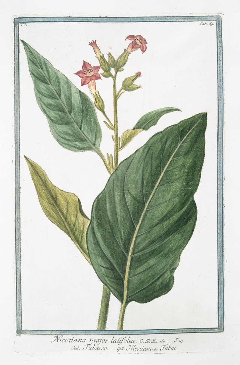 Giorgio Bonelli - Nicotiana major latifolia – Tabacco – Nicotiane ou Tabac. (Tobacco)