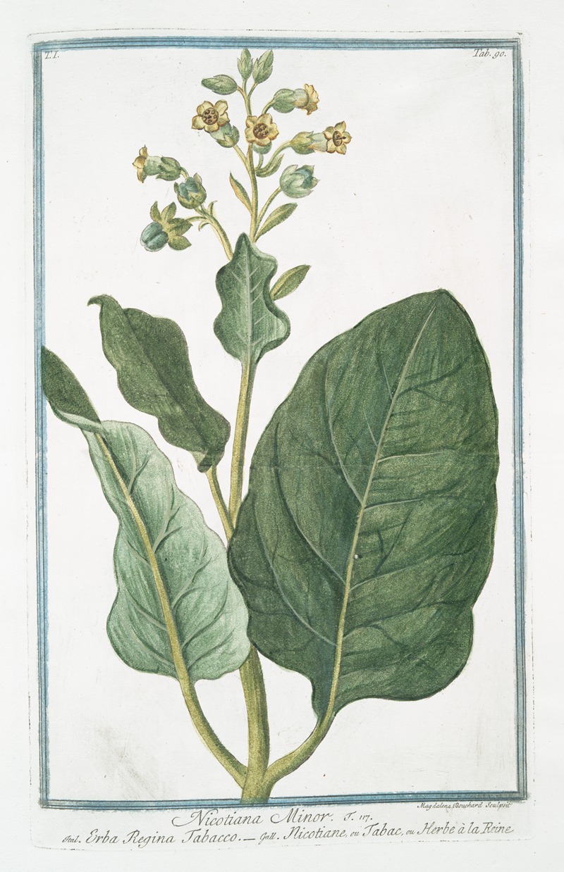 Giorgio Bonelli - Nicotiana Minor – Erba Regina Tabacco – Nicotiane, ou Tabac, ou Herbe à la Rhine. (Tobacco)