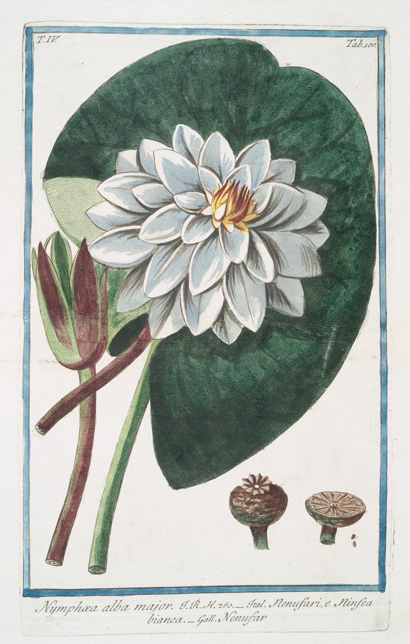 Giorgio Bonelli - Nymphae alba major – Nenufari, e Ninefa-ea bianca – Nenufar. (White water-lily)