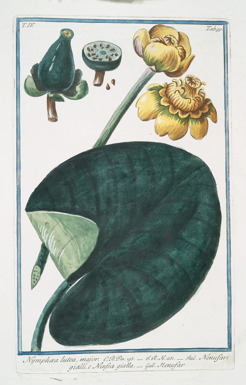 Giorgio Bonelli - Nymphaea major – Nenufari gialli, e Ninfea gialla – Nenufar. (Water-lillies)
