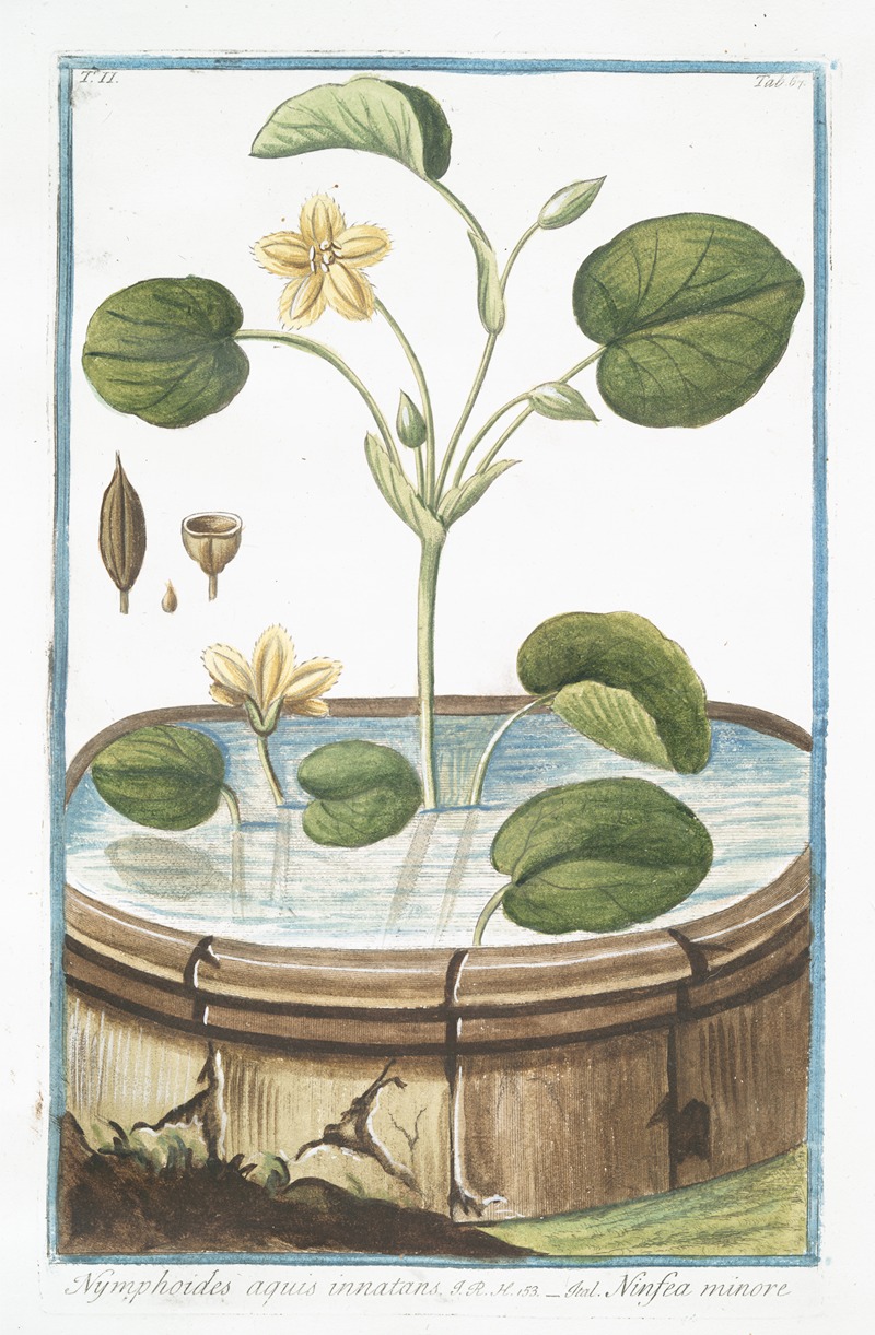 Giorgio Bonelli - Nymphoides aquis innatans – Ninfea minore. Water lily)