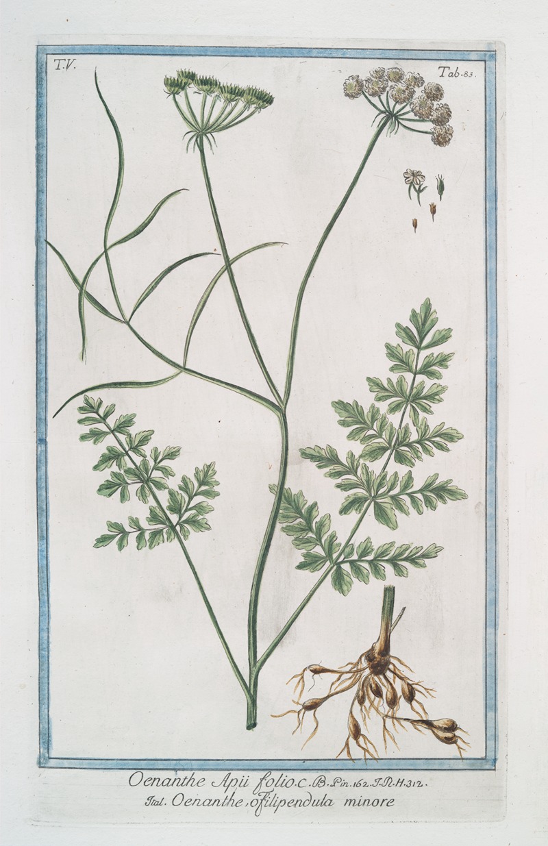 Giorgio Bonelli - Oenanthe Apii folii – Oenanthe, o filipendula minore. (Water dropwort)