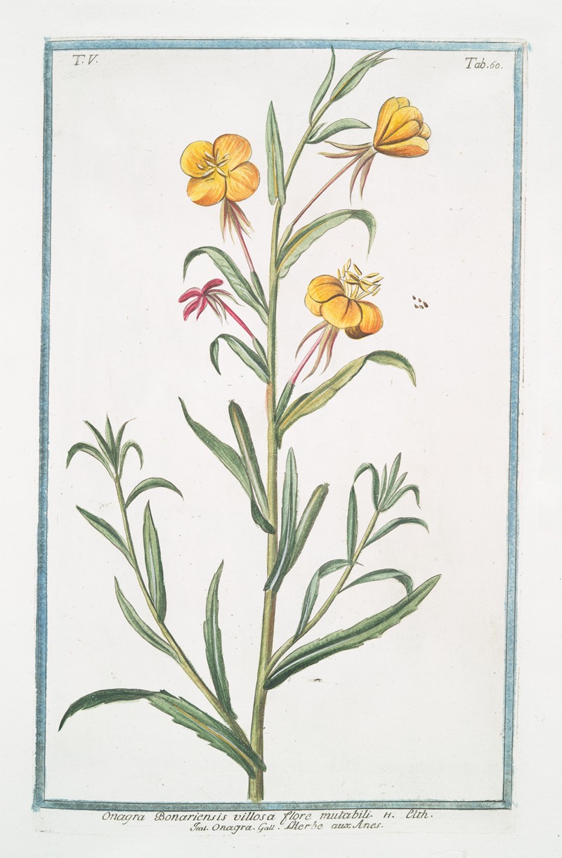 Giorgio Bonelli - Onagra Bonariensis villosa flore mutabili – Onagra – L’Herbe aux Anex