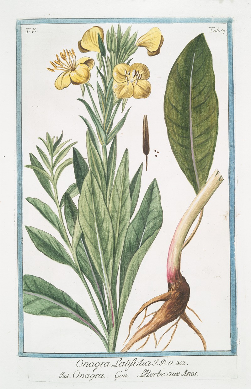 Giorgio Bonelli - Onagra latifolia – Onagra – L’Herbe aux Anes. (Primerose)