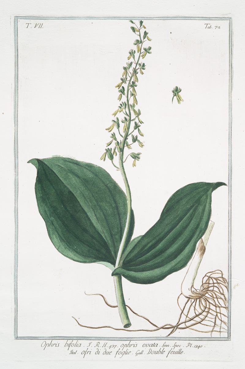 Giorgio Bonelli - Ophris, bifolia – Ophris ovata – Ofri di due foglie – Double feuille. (Two-leaved Ophrys)