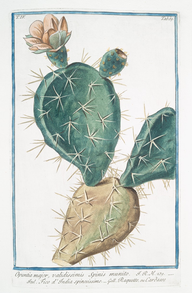 Giorgio Bonelli - Opuntia major, validissimis Spinis munito – Fico d’India spinissimo – Raquette, ou Cardasse. (Indian Fig, Semaphore Prickly pear)