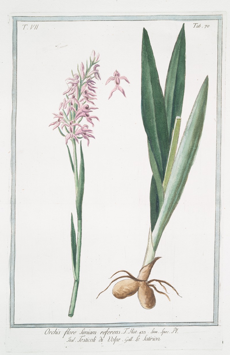 Giorgio Bonelli - Orchis, flore simiam referems – Testicoli di Volpe – Le Satirion. (early purple orchis)