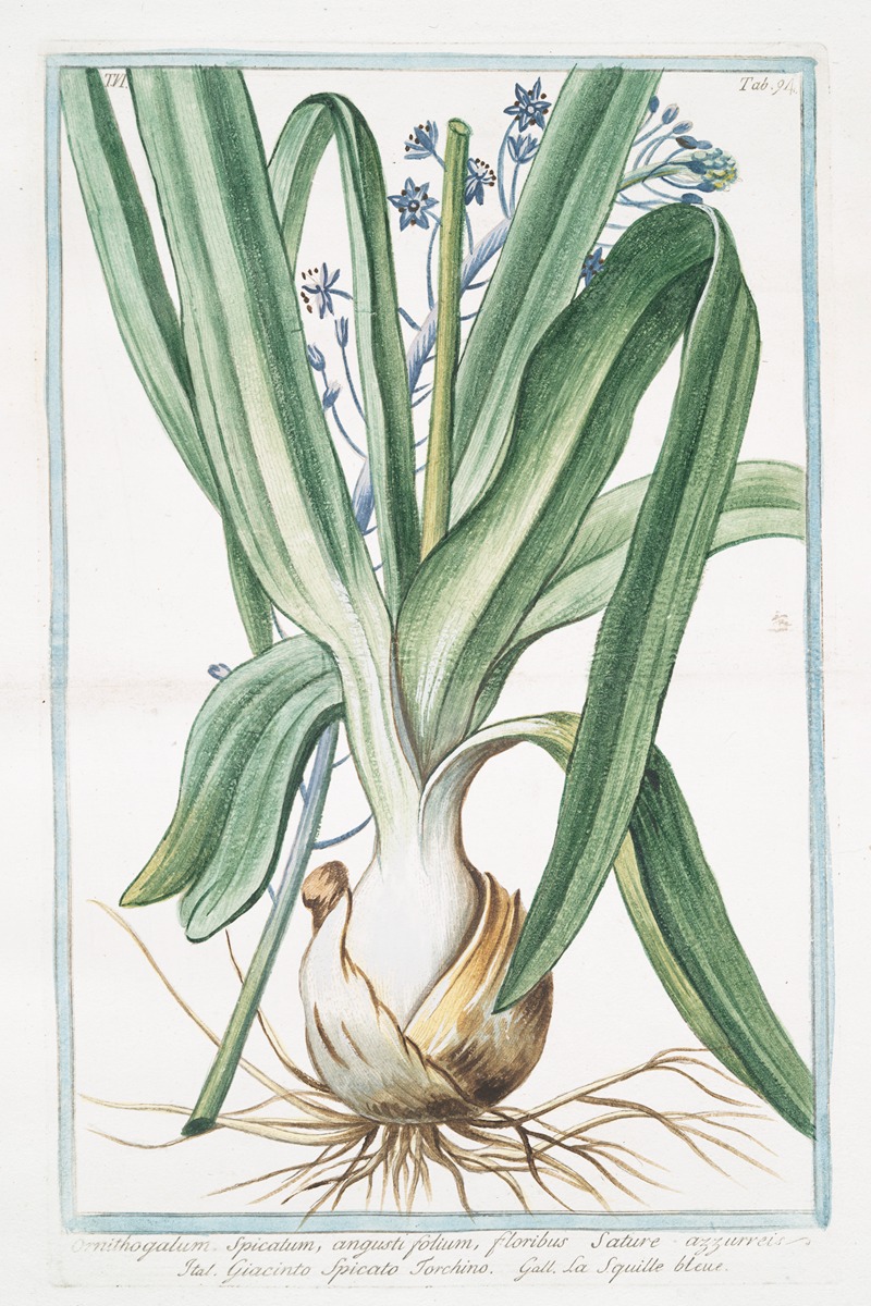 Giorgio Bonelli - Ornithogalum, spicatum, angustifolium, floribus sature azzurreis – Giacinto spicato torchino – La Sqiulle bleue. (Spiked Star-of-Bethlehem)