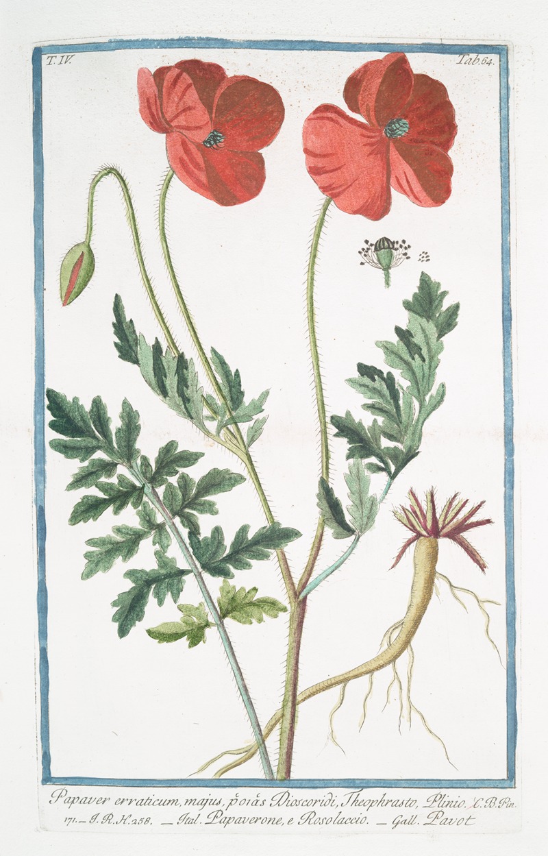 Giorgio Bonelli - Papaver erraticum, majus, p‘or‘as Dioscordi, Theophrasto, Plinio – Papaverone, e Rosolaccio – Pavot. (Opium poppy)