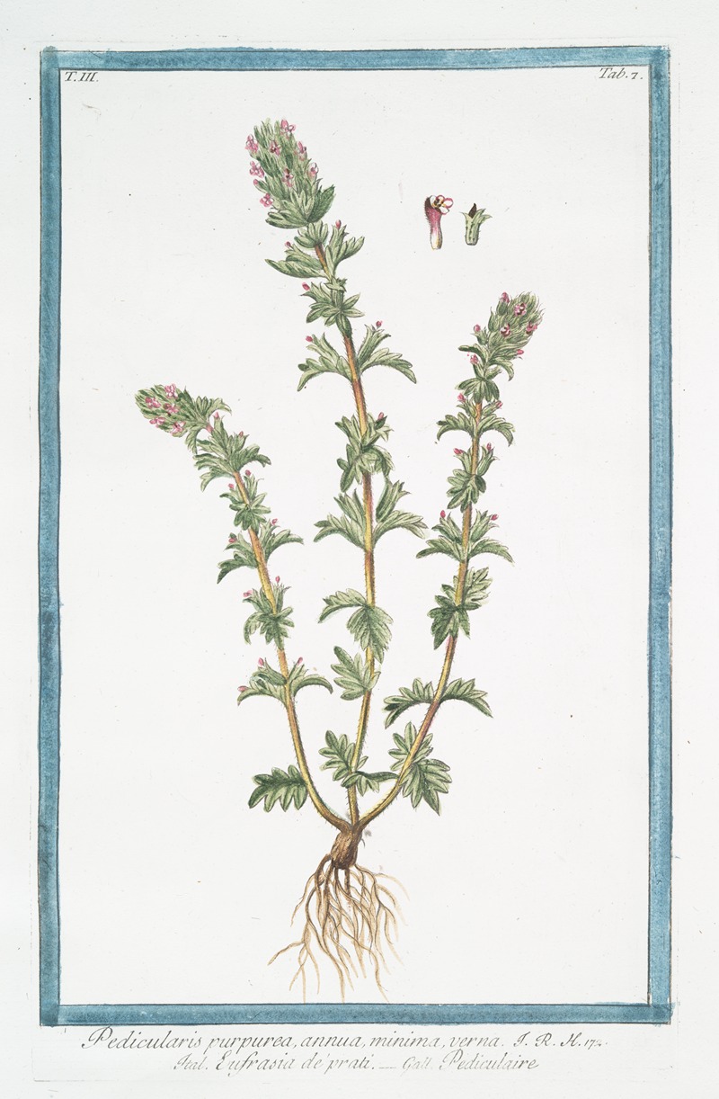 Giorgio Bonelli - Pedicularis purpurea, annua, minima, verna – Eufrasia de’prati – Pediculaire. (Lousewort)