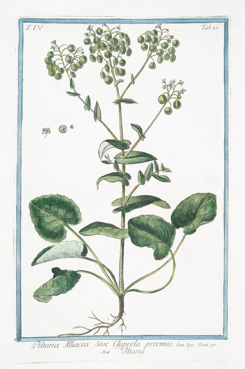 Giorgio Bonelli - Peltaria Alliacea sive Clypeola perennis – Peltaria. (Garlic cress)