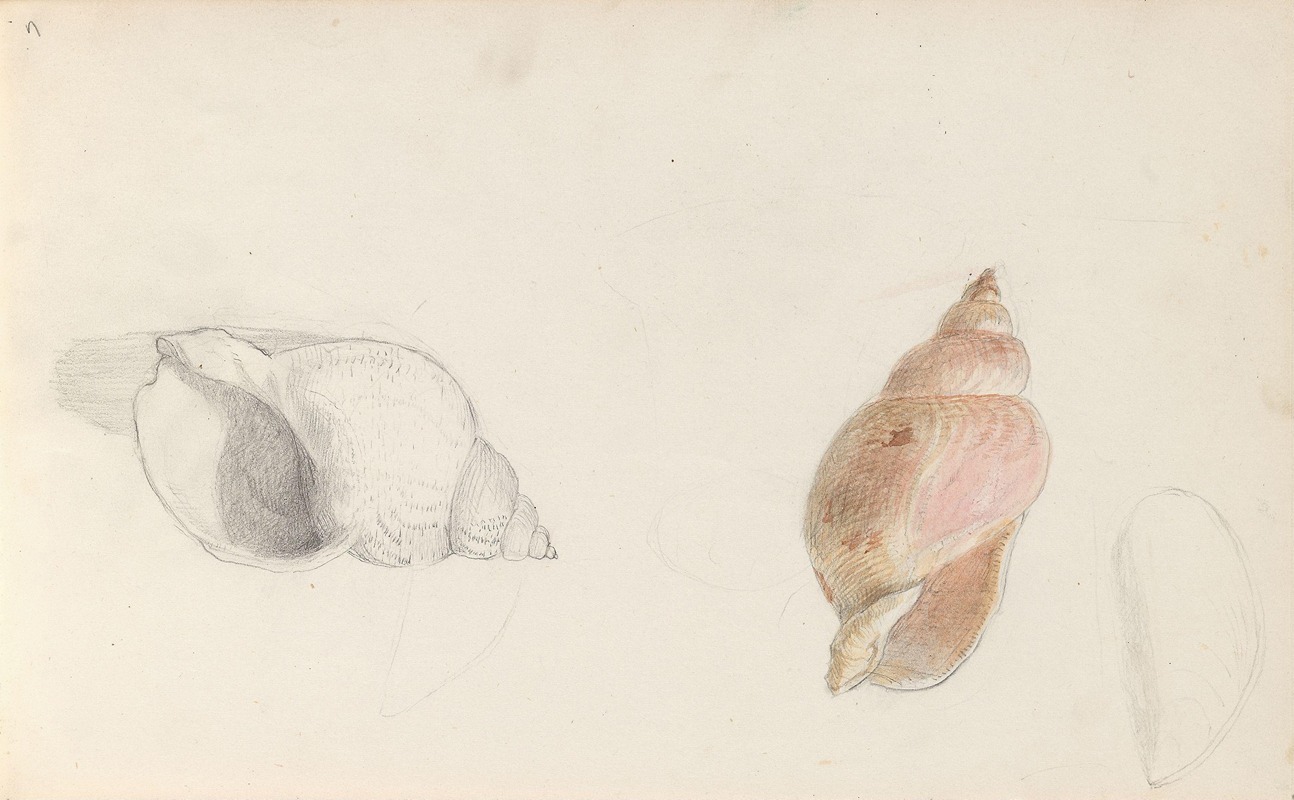 Adolph Tidemand - Studies of conch