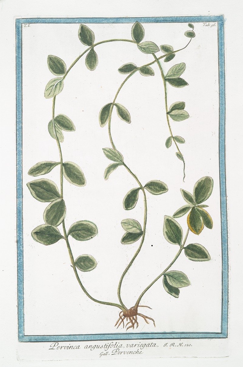 Giorgio Bonelli - Pervinca angustifolia, variegata – Pervenche. (Periwinkle)