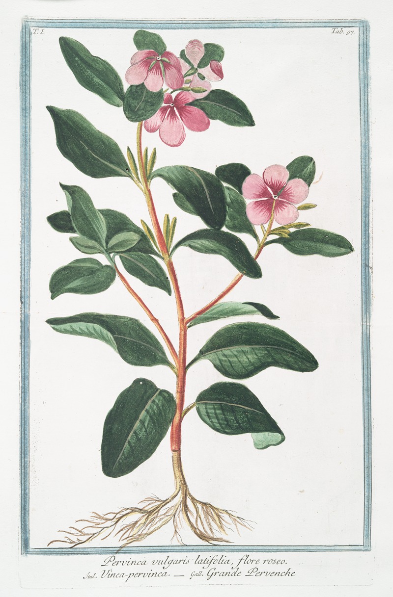 Giorgio Bonelli - Pervinca vulgaris latifolia, flore roseo – Vinca-pervinca – Grande Pervenche. (Greater Periwinkle)