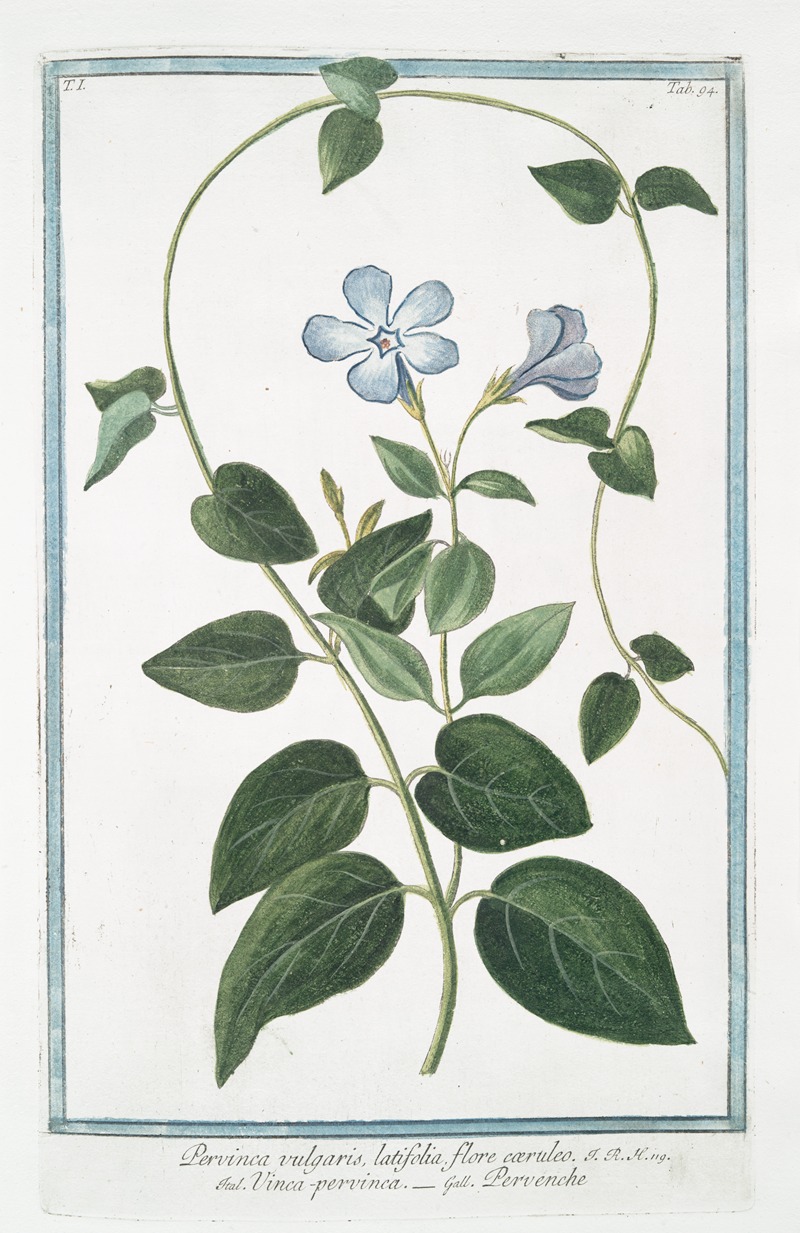 Giorgio Bonelli - Pervinca vulgaris, latifolia, flore cæruleo – Vinca-pervinca – Pervenche. (Vinca minor or Periwinkle)