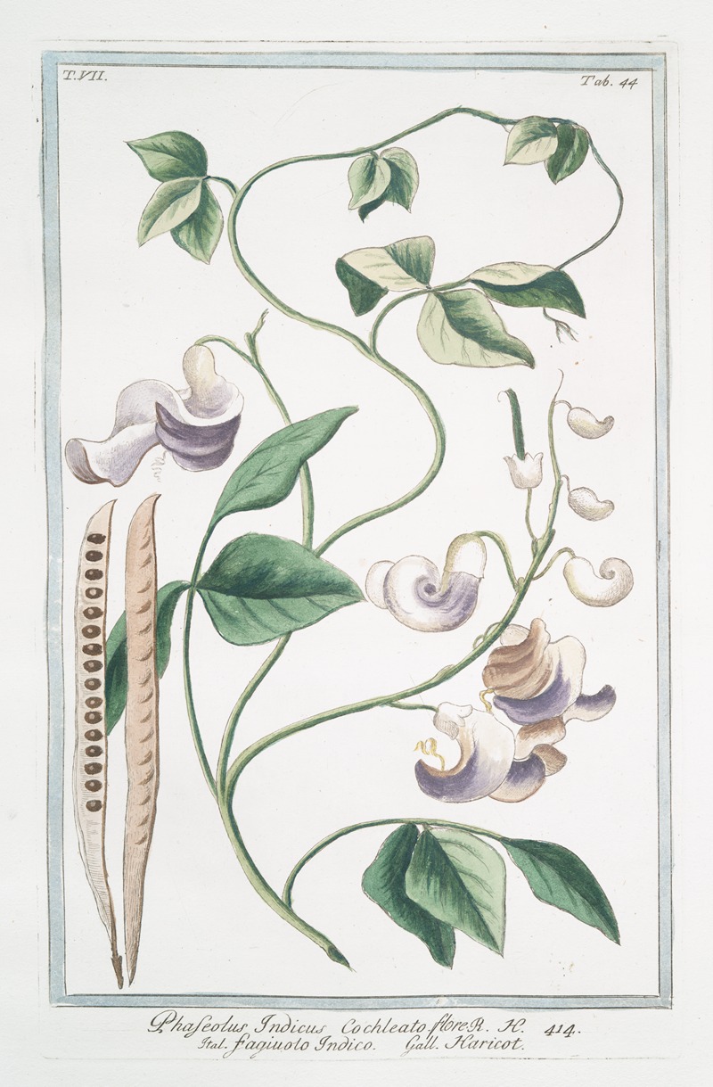 Giorgio Bonelli - Phaseolus Indicus, cochleato flore – Fagiuolo Indico – Haricot