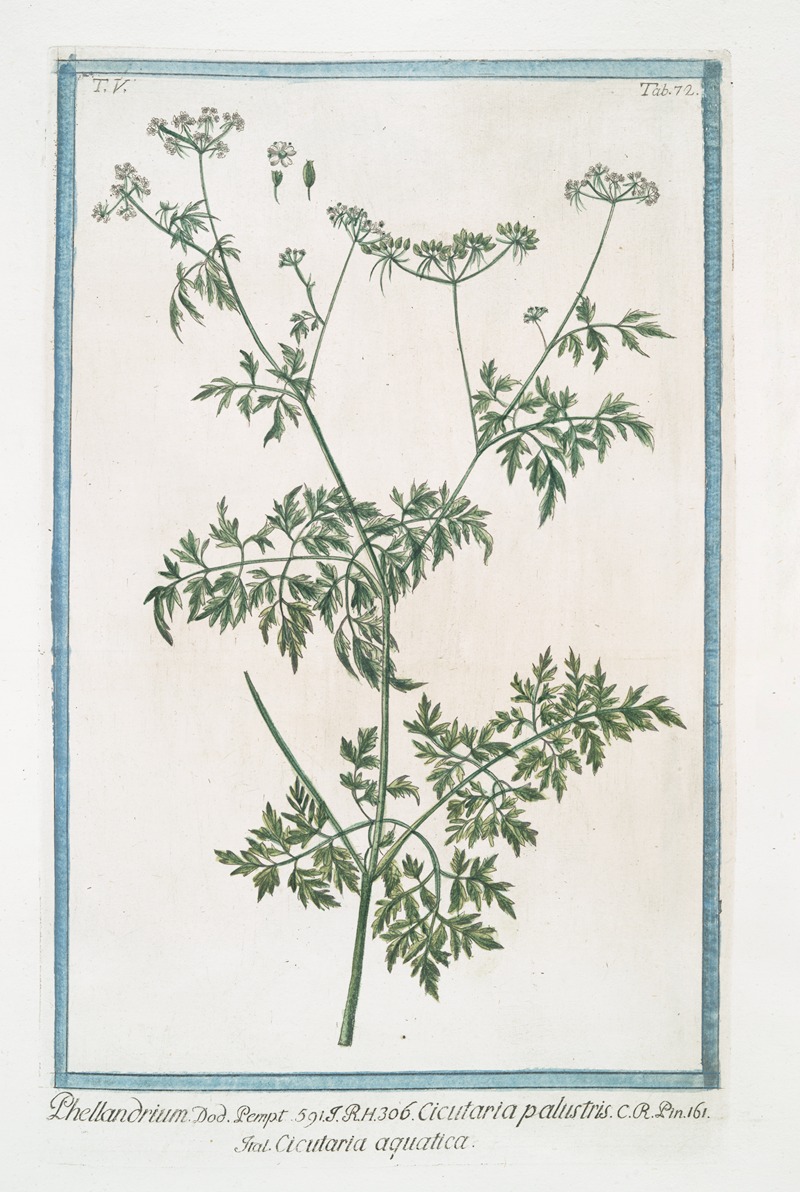 Giorgio Bonelli - Phellandrium – Cicutaria palustris – Cicutaria aquatica. (Water dropwort, Fine-leaved Water-hemlock)