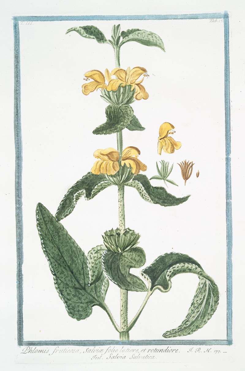 Giorgio Bonelli - Phlomis fruticosa, Salviæ folio latiore, et rotundiore – Salvia Salvatica. (Jerusalem Sage)