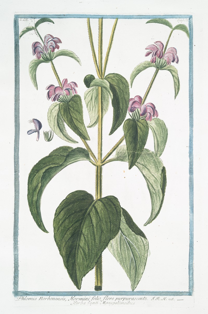 Giorgio Bonelli - Phlomis Narbonensis, Hormini folio, flore purpurascente – Herba vneti Monspeliensibus.(Phlomis Taurica, Sage)