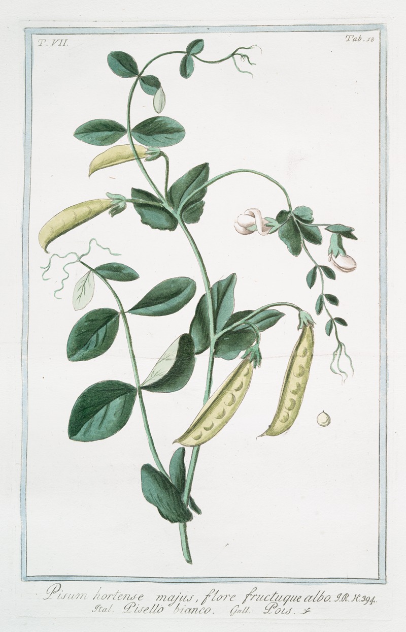 Giorgio Bonelli - Pisum, hortense majus, flore fructuque albo – Pisello bianco – Pois. (Garden pea)