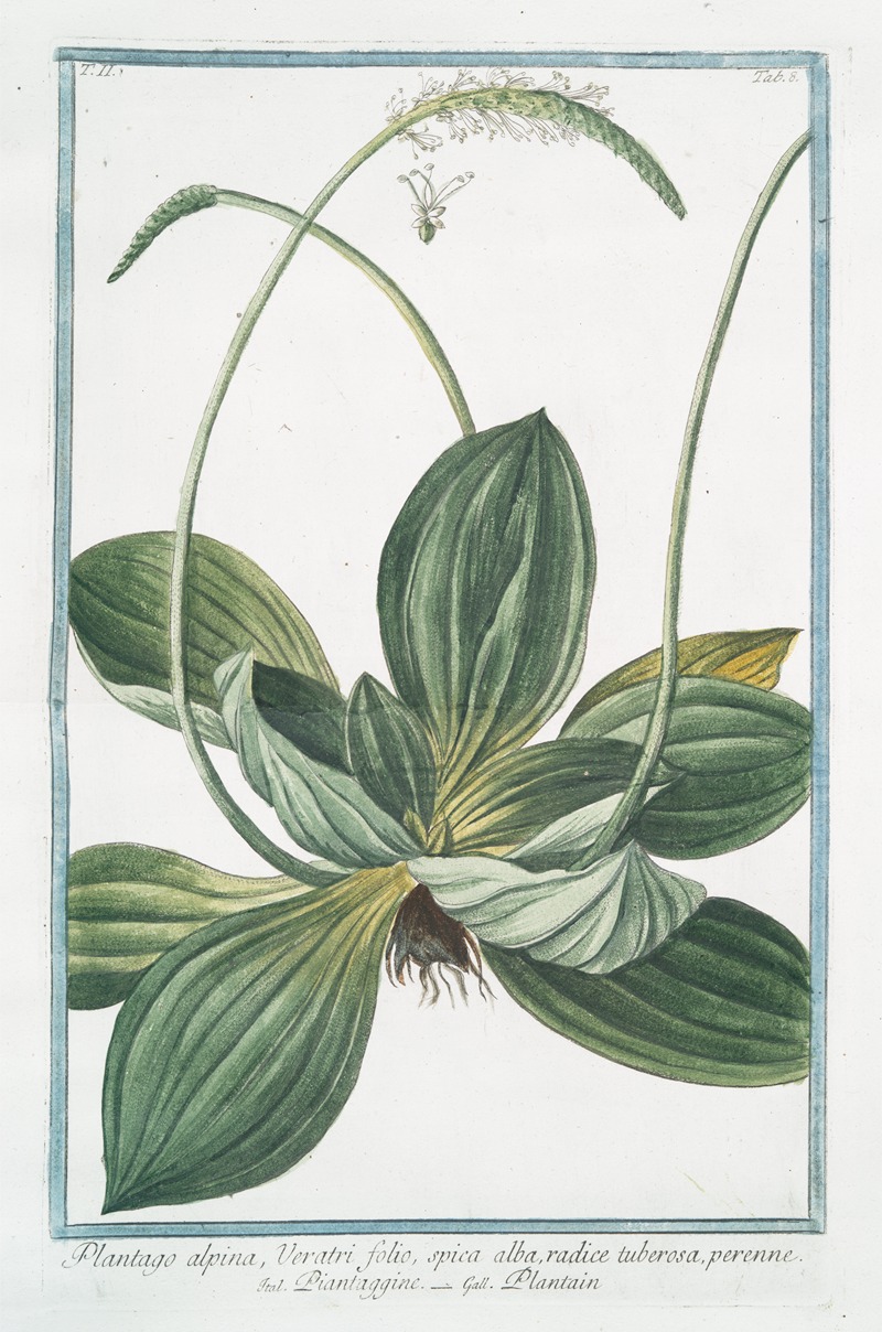 Giorgio Bonelli - Plantago alpina, Veratri folio, spica alba, radice tuberosa, perenne – Piantaggine – Plaintain