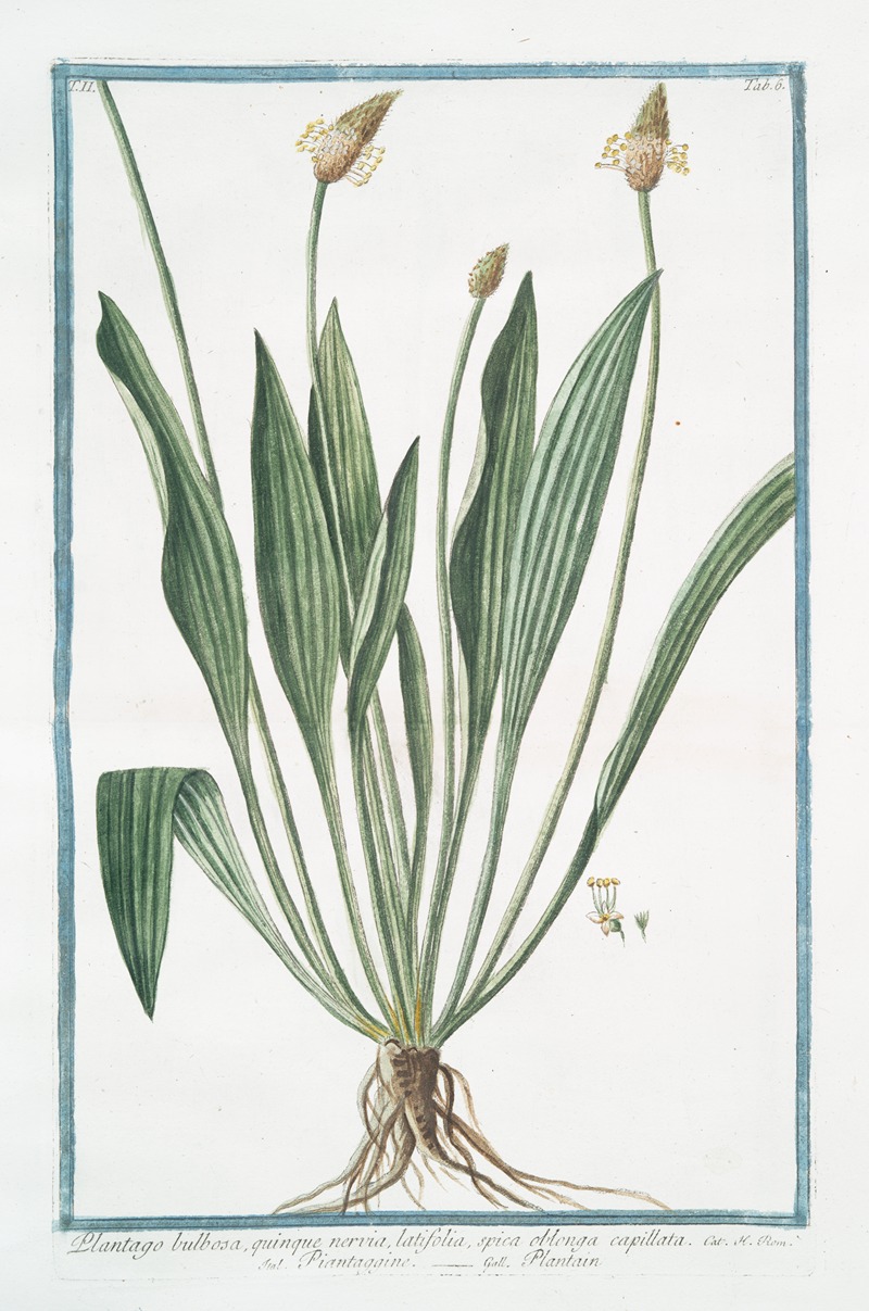 Giorgio Bonelli - Plantago bulbosa, quimque nervia, latifolia, spica oblonga capillata – Piantaggine – Plantain