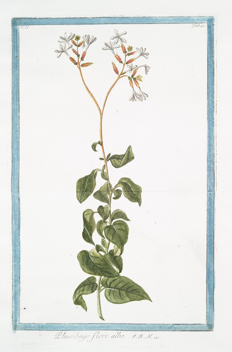 Giorgio Bonelli - Plumbago flore albo. (Leadwort, skyflower)